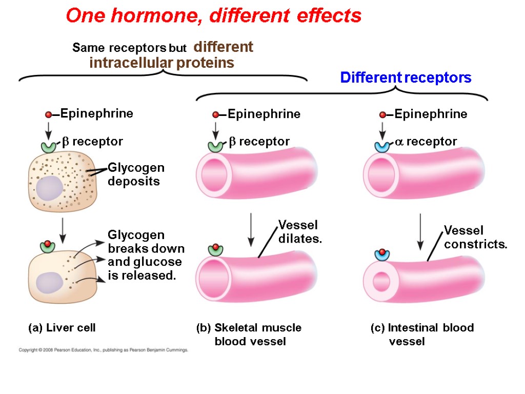 One hormone, different effects Glycogen deposits  receptor Vessel dilates. Epinephrine (a) Liver cell